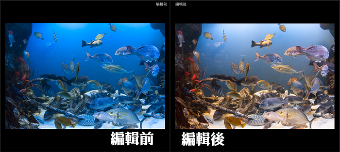 1水族箱(或是在水下)直接拍,有色偏,運用Lightroom把它調回正確顏色。